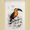 Textielposter met leren koord Illustratie Toucan DOrbigny